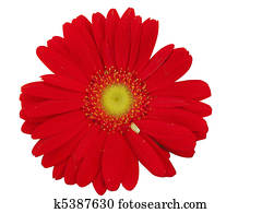 Red gerbera