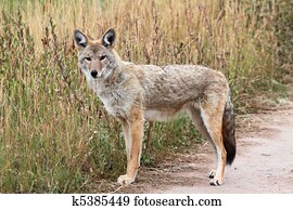 Western Coyote Western Coyote