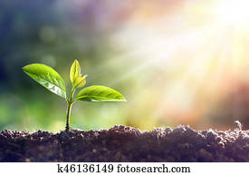 Young Plant Growing In Sunlight Young Plant Growing In Sunlight