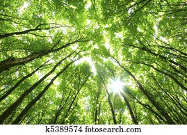 árvores verdes, fundo