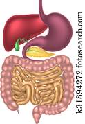 Alimentary Canal Digestive System Alimentary Canal Digestive System