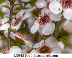 Group of manuka flowers Group of manuka flowers