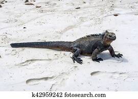 marine Iguana at the beach