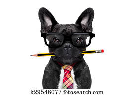 office worker dog office worker dog