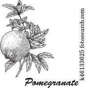 Pomegranate Punica granatum branch with fruit and leaves. Hand drawn botanical vector illustration. Pomegranate Punica granatum branch with fruit and leaves. Hand drawn botanical vector illustration.