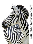 Zebra isolated Zebra isolated