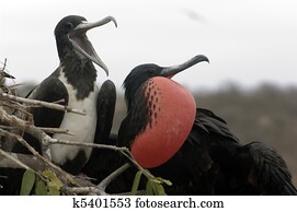Frigate Birds Frigate Birds