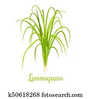 lemongrass or Cymbopogon or Citronella grass. culinary herb lemongrass or Cymbopogon or Citronella grass. culinary herb