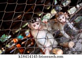 Monkey Monkey