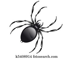 spider spider