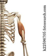 the triceps the triceps