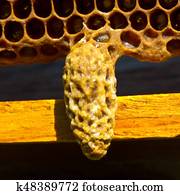 capullo, abeja de reina