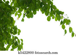 Banyan Leaf Stock Photo Images. 694 banyan leaf royalty free pictures