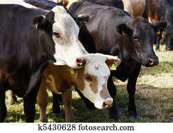 Herd of cows Herd of cows
