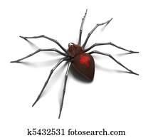 Spider : Black Widow. Isolated on w Spider : Black Widow. Isolated on w