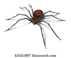 Spider : Black Widow. Isolated. Spider : Black Widow. Isolated.