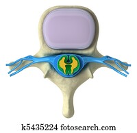 עמוד שדרה אנושי, ב, פרטים