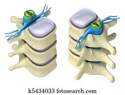 עמוד שדרה אנושי, ב, פרטים