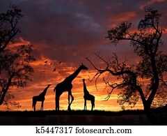Giraffes on sunset Giraffes on sunset
