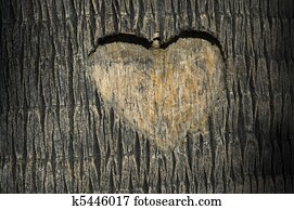 heart carved in tree trunk