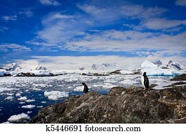 penguins in Antarctica