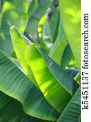 Banana leaf