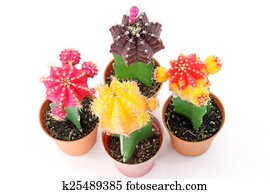 cactus cactus