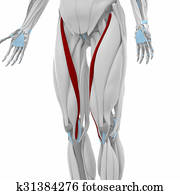 Full Frontal Skeleton Clip Art | k5817671 | Fotosearch