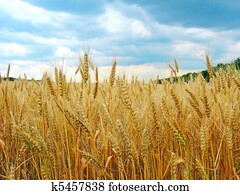 The wheat field