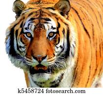 Tiger Tiger