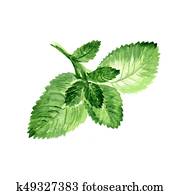 Mint Leaves Mint Leaves