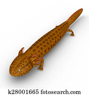 Mudpuppy Mudpuppy