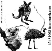australisch, tiere australisch, tiere