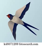 Barn swallow Barn swallow