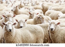 Herd of sheep Herd of sheep