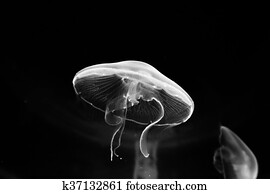 Jellyfish Jellyfish