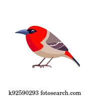 Red head bird Mauritius Fody. Fody is a rare species of bird in the weaver family. Bird cartoon flat style beautiful character of ornithology, vector illustration isolated on white background
