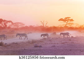 zebras, rebanho, ligado, empoeirado, savanna, em, pôr do sol, áfrica