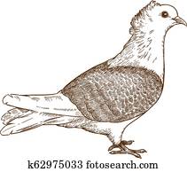 חקיקה, דוגמה, של, יונה, צפור