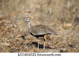A red crested korhaan walking camouflaged among dry grasses