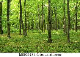 forest forest