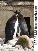 Macaroni Penguins - Eudyptes chrysolophus
