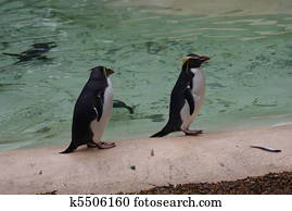 Northern Rockhopper Penguin