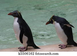 Northern Rockhopper Penguin