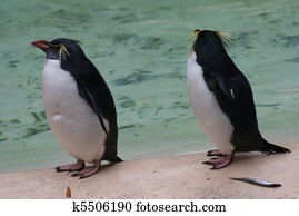 Northern Rockhopper Penguin