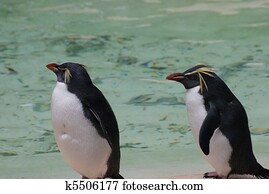 Northern Rockhopper Penguin