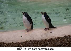 Northern Rockhopper Penguin