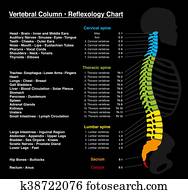 reflexology, rückgrat, rückgrat reflexology, rückgrat, rückgrat