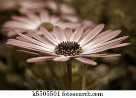 Sepia Daisy