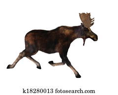moose moose